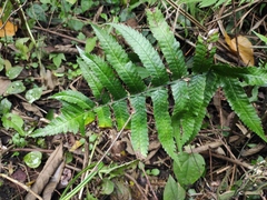 Dryopteris decipiens