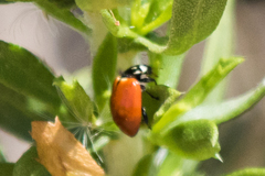 Hippodamia quinquesignata