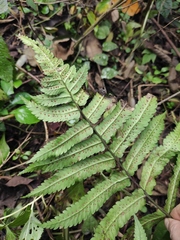 Dryopteris decipiens