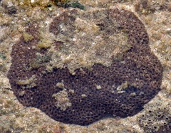 Anomastraea irregularis