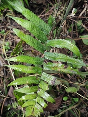 Dryopteris decipiens