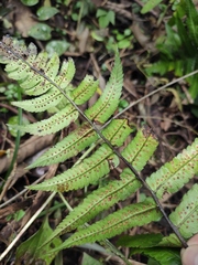 Dryopteris decipiens