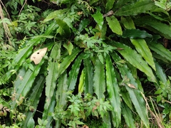 Alpinia japonica