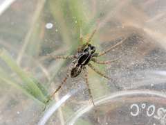 Pardosa zonsteini