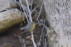 Phylloscopus griseolus