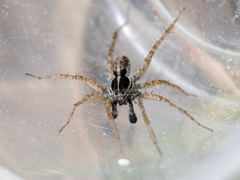 Pardosa zonsteini