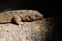 Christinus guentheri