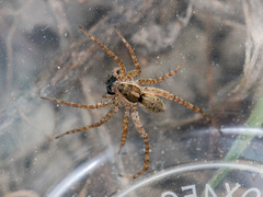 Pardosa zonsteini
