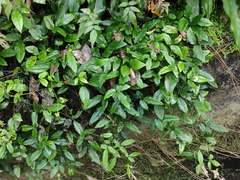 Tetrastigma hemsleyanum