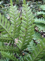 Pteris fauriei