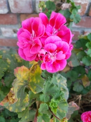 Pelargonium