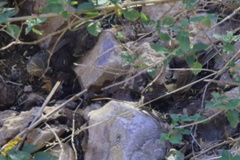 Emberiza stewarti