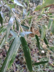 Phyllostachys sulphurea