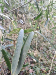Phyllostachys sulphurea