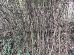 Phyllostachys sulphurea