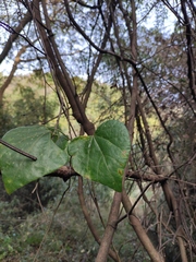 Pericampylus glaucus