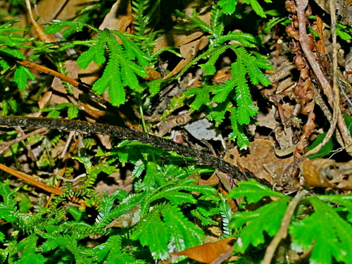 Image of Dryopteris formosana by (c) Jacy Chen, some rights reserved (CC BY)