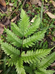 Pteris oshimensis