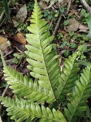 Pteris oshimensis