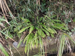 Alpinia japonica