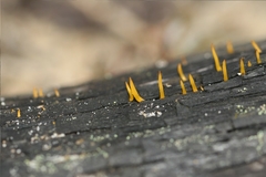 Calocera sinensis