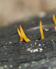 Calocera sinensis