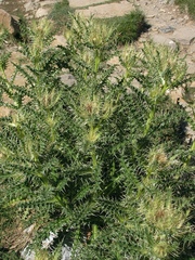 Cirsium glabrum