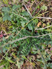 Cirsium japonicum