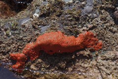 Hymeniacidon perlevis