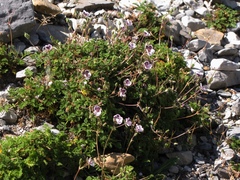 Erodium glandulosum