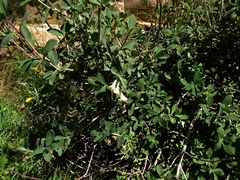 Lonicera pyrenaica