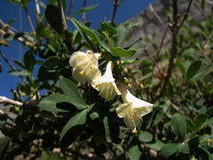 Lonicera pyrenaica