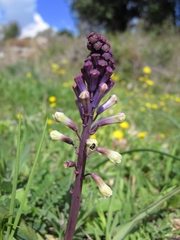 Bellevalia trifoliata