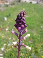 Bellevalia trifoliata