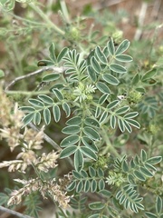 Indigofera ingrata