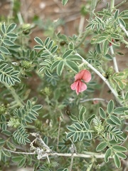 Indigofera ingrata