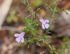 Prostanthera spinosa