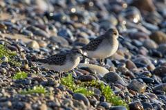 Calidris minuta