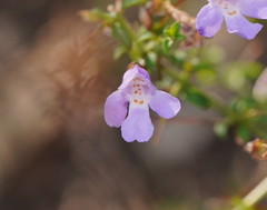 Prostanthera spinosa