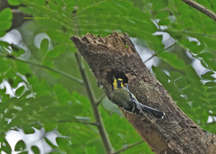 Machlolophus aplonotus