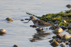 Calidris minuta
