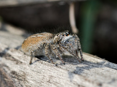 Philaeus chrysops