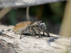 Philaeus chrysops