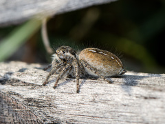 Philaeus chrysops