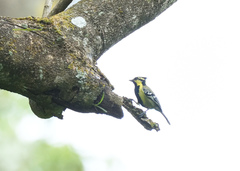 Machlolophus aplonotus