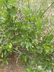 Commiphora pyracanthoides
