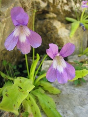 Pinguicula longifolia