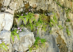 Pinguicula longifolia