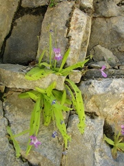 Pinguicula longifolia