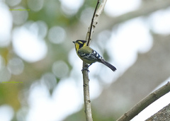 Machlolophus aplonotus